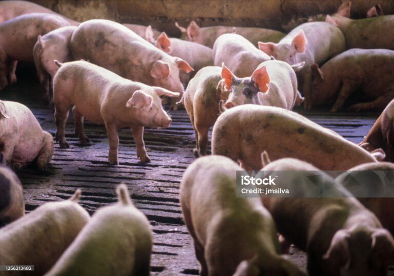 Pig farm, Venezuela