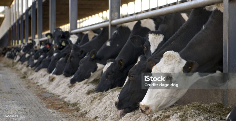 Dairy herd being fed down on the farm in England