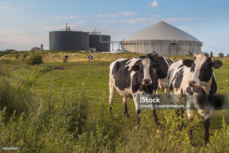 Bio Gas Installation Processing Cow Dung as part of a Farm